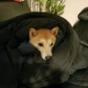 Meet your Posher, Luis